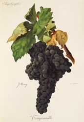 Tempranillo szőlő, J. Troncy