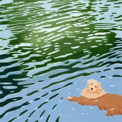 Úszó golden retriever