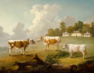 „Three Long-horned Cattle at Kenwood”, 1797