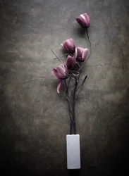 Borongós lila tulipánok
