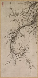 Prunus, 17. század.