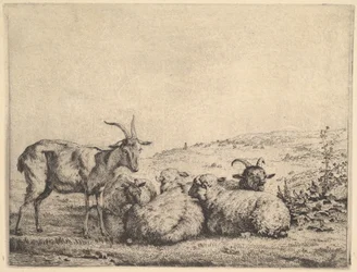 Két kecske és három bárány, 1655.