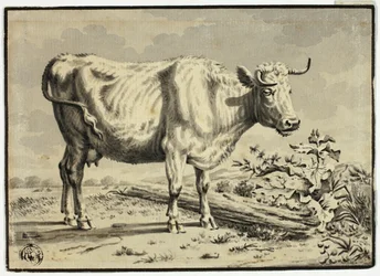 Tehén