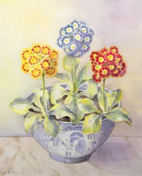 Auricula egy kínai edényben