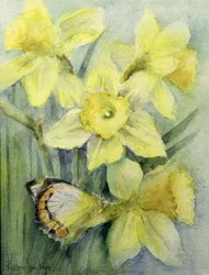 Delias Mysis (Union Jack) Pillangó nárciszokon