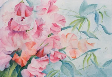 Lathyrus Odoratus, édes borsó (vízszintes)