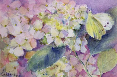 Halvány felhős sárga pillangó, Colias Hyale hortenzián