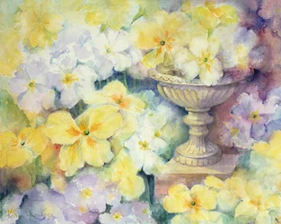 Polyanthus Hurstben