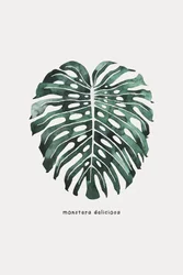 Monstera-levél akvarell