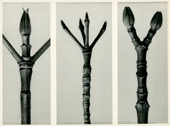 Cornus Nuttallii, 1929 (fénynyomat)