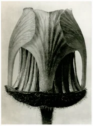 Geum Rivale. 1929 (fotómetszet)