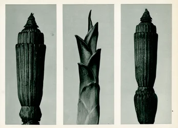 Zsurló, 1929