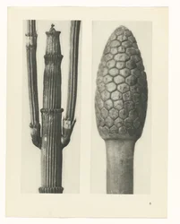 terv tanulmány A művészet archetípusai (sorozat címe)