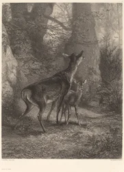 Doe és Fawn