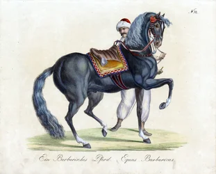 A Barbary Horse (nyomtatás)