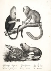 Buffy fejű selyemmajd, Callithrix flaviceps (veszélyeztetett) 1, és aranyoroszlán tamarin, Leontopithecus rosalia (veszélyeztetett) 2,3. Karl Joseph Brodtmann litográfiája Heinrich Rudolf Schinz Emberek és állatok illusztrált természettörténetéből