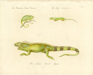 Kaméleon, gekkó és leguán (nyomtatás)
