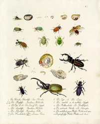Különböző bogárfajok és fejlődési szakaszaik (nyomtatás)