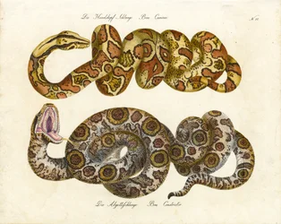 Kutyafejű Boa és Boa Constrictor (nyomtatás)