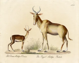 Dorcas Gazella és Nilgai (nyomtatás)