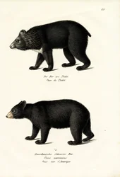 Himalájai fekete medve, 1824