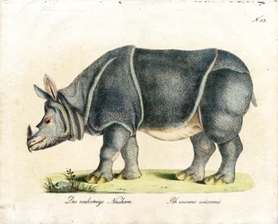 Indiai orrszarvú (nyomtatás)