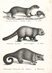 Legkisebb menyét, Mustela nivalis 1, vörös panda, Ailurus fulgens 2, sebezhető, és medvemacska, Arctictis binturong 3, sebezhető. Karl Joseph Brodtmann litográfiája Heinrich Rudolf Schinz Emberek és állatok illusztrált természettörténetéből