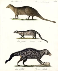 Mongúz, Genet és Civet (nyomtatásban)