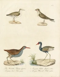 Phalarope, csér, Jacana és vízisas (nyomtatás)