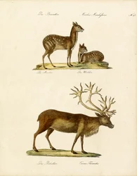 Különleges szarvasfajok (nyomtatás)