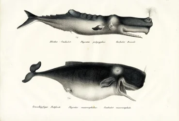 Spermas bálnák, 1824
