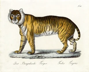 A bengáli tigris (nyomtatás)