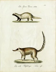 A Grison és a Coati (nyomtatás)