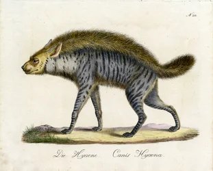 A hiéna (nyomtatás)