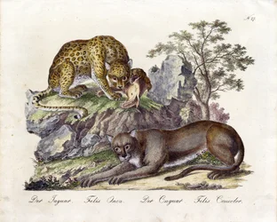 A Jaguár és a puma (nyomtatás)