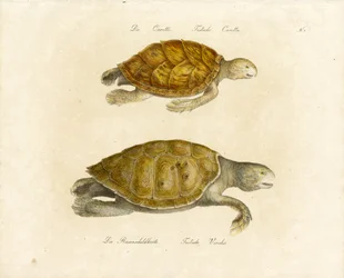 A loggerhead és a zöld tengeri teknős (nyomtatás)