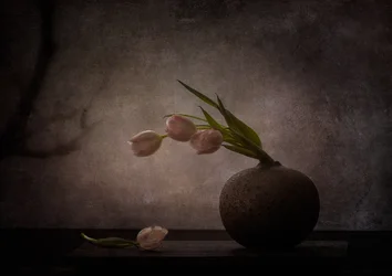 Elegáns, borongós tulipánok