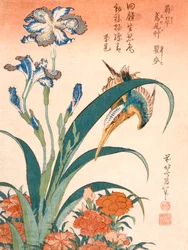Kingfisher, Irises and Pinks, megjelent 1834-ben.