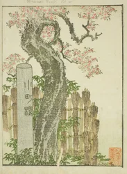 Komachi cseresznyefa (Komachi zakura), a "Keleti mulatságok képeskönyve (Ehon Azuma asobi)" című illusztrált könyvből