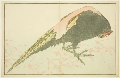 Hím fácán, Hokusai valósághű festményeinek képeskönyvéből (Hokusai shashin gafu)