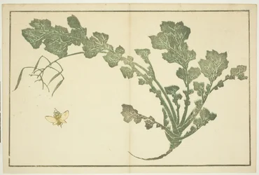 Darázs- és fehérrépaszár, a "Hokusai valósághű festmények képeskönyvéből (Hokusai shashin gafu)"