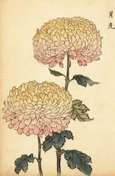 Hibrid arany és rózsaszín pompon krizantém.,1893 (metszet)