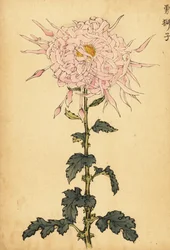 Hibrid rózsaszín pók krizantém.,1893 (metszet)