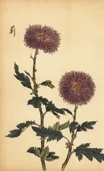 Hibrid lila krizantém.,1893 (metszet)