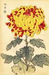 Hibrid skarlát és sárga krizantém.,1893 (metszet)