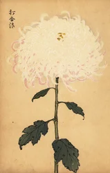 Hibrid fehér krizantém.,1893 (metszet)