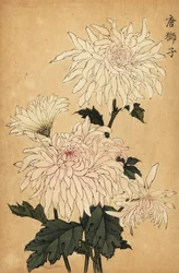 Hibrid fehér krizantém, Chrysanthemum indicum. ,1893 (metszet)