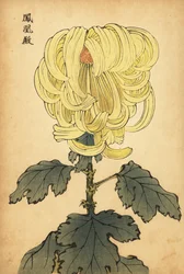 Hibrid sárga ívű krizantém.,1893 (metszet)