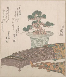 Cserepes fenyőfa és koto (japán hárfa)