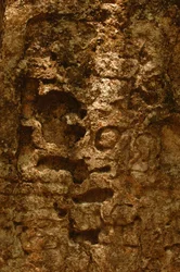 7319 Oxpemul; Maya; Ősi kultúrák; Maya; Mexikó; Maya Bioszféra Rezervátum; Ivan Spr..., 2004 (fénykép)